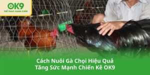 Cách Nuôi Gà Chọi Hiệu Quả – Tăng Sức Mạnh Chiến Kê OK9