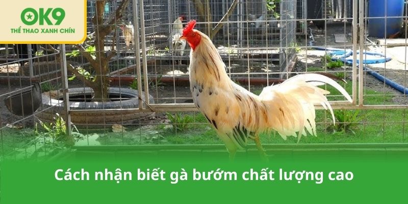 Cách nhận biết gà bướm chất lượng cao