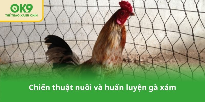 Chiến thuật nuôi và huấn luyện gà xám