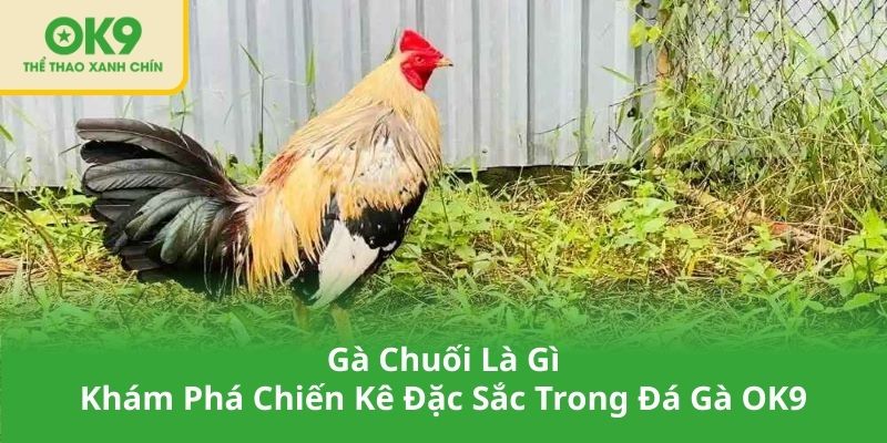 Gà Chuối Là Gì – Khám Phá Chiến Kê Đặc Sắc Trong Đá Gà OK9
