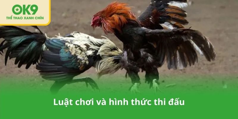Luật chơi và hình thức thi đấu