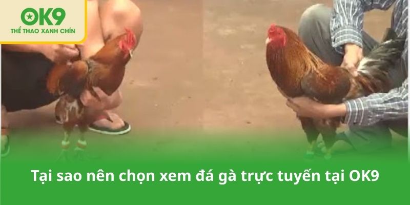 Tại sao nên chọn xem đá gà trực tuyến tại OK9