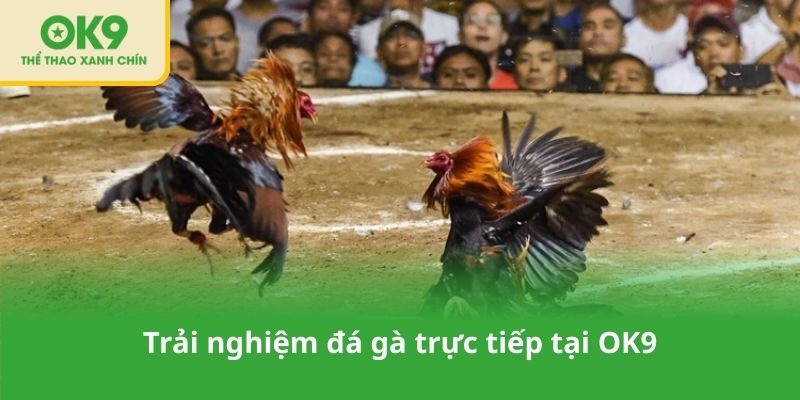 Trải nghiệm đá gà trực tiếp tại OK9