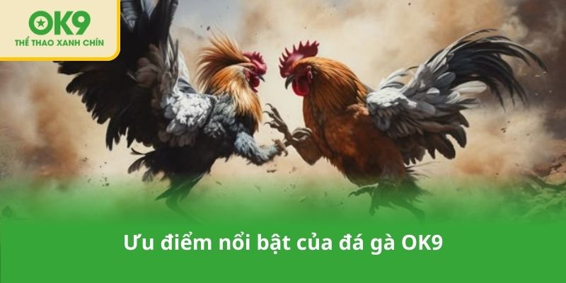 Ưu điểm nổi bật của đá gà OK9