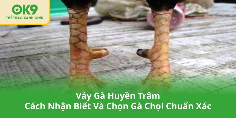 Vảy Gà Huyền Trâm - Cách Nhận Biết Và Chọn Gà Chọi Chuẩn Xác